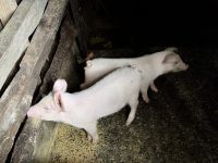 7. Tag – Besuch der Kaffeeplantage Lluvia de Gloria – 24.12. und 31.12.