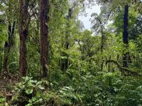 8. Tag – Monteverde – Hängebrückenwanderung durch den Nebelwald