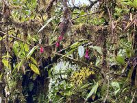 8. Tag – Monteverde – Hängebrückenwanderung durch den Nebelwald