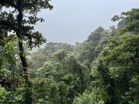 8. Tag – Monteverde – Hängebrückenwanderung durch den Nebelwald