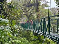 8. Tag – Monteverde – Hängebrückenwanderung durch den Nebelwald