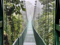8. Tag – Monteverde – Hängebrückenwanderung durch den Nebelwald