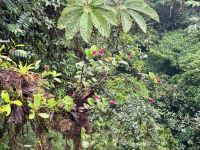 8. Tag – Monteverde – Hängebrückenwanderung durch den Nebelwald