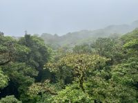 8. Tag – Monteverde – Hängebrückenwanderung durch den Nebelwald