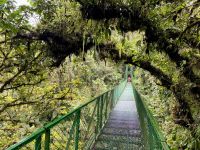 8. Tag – Monteverde – Hängebrückenwanderung durch den Nebelwald