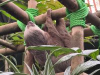 8. Tag – Monteverde – Zweizehenfaultiere in der Faultier-Auffangstation