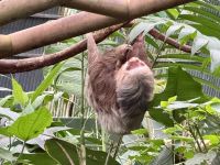 8. Tag – Monteverde – Zweizehenfaultiere in der Faultier-Auffangstation