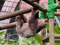 8. Tag – Monteverde – Zweizehenfaultiere in der Faultier-Auffangstation