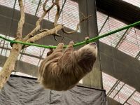 8. Tag – Monteverde – Zweizehenfaultiere in der Faultier-Auffangstation