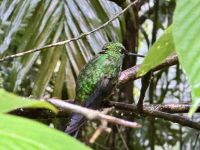 8. Tag – Monteverde – Kolibris am Café Kolibri