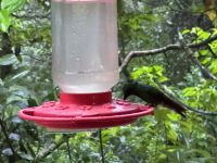 8. Tag – Monteverde – Kolibris am Café Kolibri