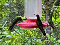 8. Tag – Monteverde – Kolibris am Café Kolibri