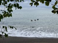 10. Tag – Von Osa nach Drake Bay – Kleine Wanderung zum Cocolito Beach