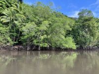 11. Tag – Erholung an der Drake Bay – Bootstour durch die Mangroven