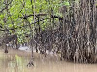 11. Tag – Erholung an der Drake Bay – Bootstour durch die Mangroven