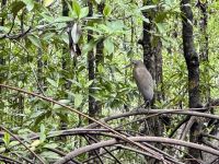 11. Tag – Erholung an der Drake Bay – Bootstour durch die Mangroven – Nacktkehlreiher