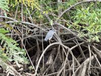 11. Tag – Erholung an der Drake Bay – Bootstour durch die Mangroven – Krabbenreiher