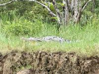 11. Tag – Erholung an der Drake Bay – Bootstour durch die Mangroven – Spitzkrokodil im Gras