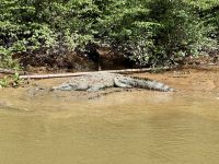 11. Tag – Erholung an der Drake Bay – Bootstour durch die Mangroven – Spitzkrokodil