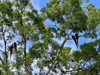 11. Tag – Erholung an der Drake Bay – Bootstour durch die Mangroven – Rote Aras