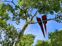 11. Tag – Erholung an der Drake Bay – Bootstour durch die Mangroven – Rote Aras