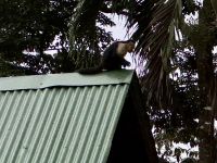 11. Tag – Erholung an der Drake Bay – Kapuzineraffe auf dem Dach