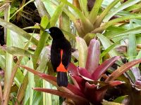 12. Tag – Hotel Águila de Osa & Drake Bay – Passerini-Tangare