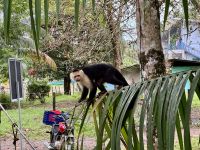 12. Tag – Hotel Águila de Osa & Drake Bay – Spaziergang zum Aussichtspunkt von Drake Bay – Kapuzineraffe