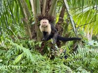 12. Tag – Hotel Águila de Osa & Drake Bay – Spaziergang zum Aussichtspunkt von Drake Bay – Kapuzineraffe