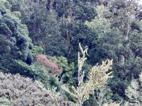 14. Tag – Im Tal von San Gerardo de Dota – Erstes Quetzal-Foto