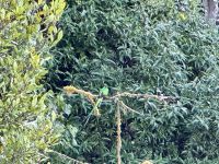 14. Tag – Im Tal von San Gerardo de Dota – Auf der Suche nach dem Göttervogel Quetzal