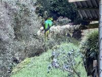 14. Tag – Im Tal von San Gerardo de Dota – Auf der Suche nach dem Göttervogel Quetzal