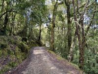 14. Tag – Im Tal von San Gerardo de Dota – Erste Wanderung durch den Hochgebirgs-Eichenwald zum Aussichtspunkt