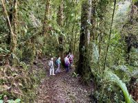 14. Tag – Im Tal von San Gerardo de Dota – Erste Wanderung durch den Hochgebirgs-Eichenwald zum Aussichtspunkt