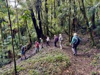 14. Tag – Im Tal von San Gerardo de Dota – Erste Wanderung durch den Hochgebirgs-Eichenwald zum Aussichtspunkt