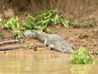 13. Tag – Drake Bay bis San Gerardo de Dota – Großes Spitzkrokodil am Sierpe River