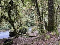 14. Tag – Im Tal von San Gerardo de Dota – Zweite Wanderung entlang des Río Savegre