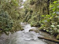 14. Tag – Im Tal von San Gerardo de Dota – Zweite Wanderung entlang des Río Savegre