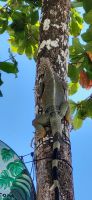 230 Iguana an der Bootsanlegestelle