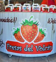 09 Frische Erdbeeren von vulkanischem Boden