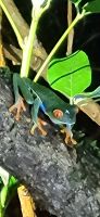 26 Rotaugenlaubfrosch