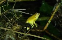 27 abendliche Froschtour