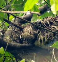 186 durchnässtes Faultier in luftiger Höhe