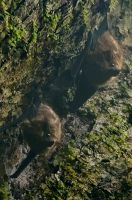 193 Fruchtfledermäuse