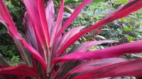 233 – Costa Rica, Corcovado-Nationalpark