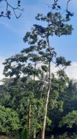 234 – Costa Rica, Corcovado-Nationalpark