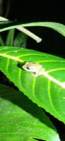 24 abendliche Froschtour