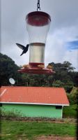 242 – Costa Rica, La Georgina, Kolibri