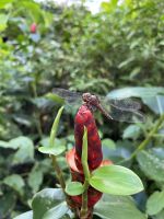 im Schmetterlingshaus