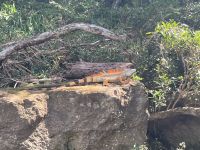 Grüner Leguan (Männchen)